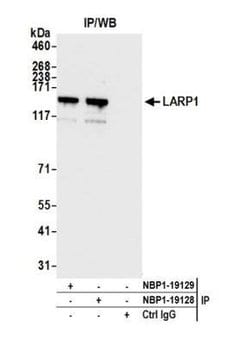 LARP1 Antibody, Novus Biologicals 0.1mL; Unlabeled:Antibodies, Polyclonal