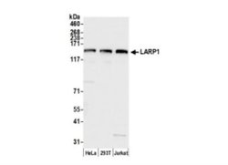 LARP1 Antibody, Novus Biologicals 0.1mL; Unlabeled:Antibodies, Polyclonal