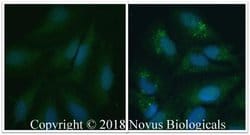 LC3A Antibody - BSA Free, Novus Biologicals 0.025mL; Unlabeled:Antibodies,