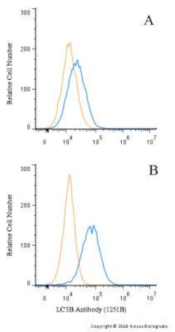 LC3B Antibody (1251B) - BSA Free, Novus Biologicals 0.025mg:Antibodies,