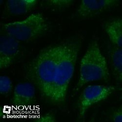 LC3B Antibody (1251B) - BSA Free, Novus Biologicals 0.025mg:Antibodies,