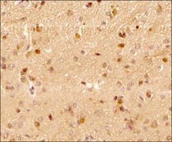 LC3B Antibody (1251B) - BSA Free, Novus Biologicals 0.025mg:Antibodies,