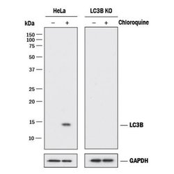 LC3B Antibody (1251B) - BSA Free, Novus Biologicals 0.025mg:Antibodies,