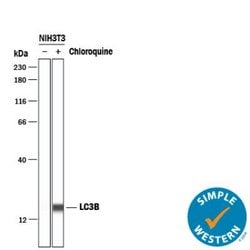 LC3B Antibody (1251B) - BSA Free, Novus Biologicals 0.025mg:Antibodies,