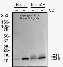 LC3B Antibody (1251B) - BSA Free, Novus Biologicals 0.025mg:Antibodies,