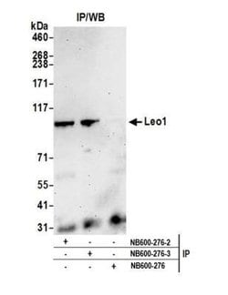 LEO1 Antibody, Novus Biologicals 0.1mL; Unlabeled:Antibodies, Polyclonal
