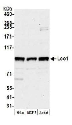 LEO1 Antibody, Novus Biologicals 0.1mL; Unlabeled:Antibodies, Polyclonal