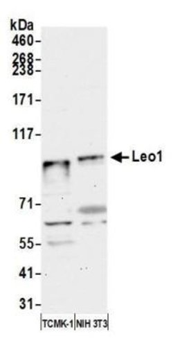 LEO1 Antibody, Novus Biologicals 0.1mL; Unlabeled:Antibodies, Polyclonal