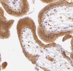 Legumain/Asparaginyl Endopeptidase Antibody, Novus Biologicals 0.1mL; Unlabeled:Antibodies,