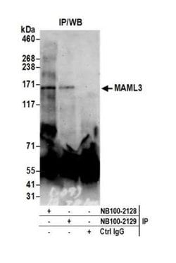 MAML3 Antibody, Novus Biologicals 0.1mg; Unlabeled:Antibodies, Polyclonal
