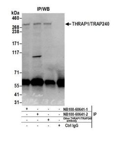 MED13 Antibody, Novus Biologicals 0.1mL; Unlabeled:Antibodies, Polyclonal