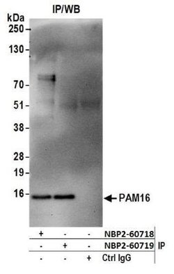 Magmas Rabbit anti-Human, Polyclonal, Novus Biologicals 100&mu;L:Antibodies,