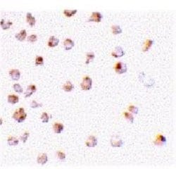 Mcl-1 Antibody - BSA Free, Novus Biologicals 0.025 mg | Buy Online | Novus Biologicals | Fisher Scientific