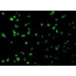 Mcl-1 Antibody - BSA Free, Novus Biologicals 0.025 mg | Buy Online | Novus Biologicals | Fisher Scientific