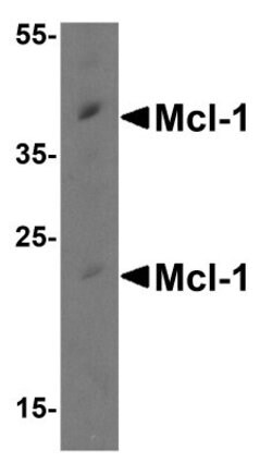 Mcl-1 Antibody - BSA Free, Novus Biologicals 0.025 mg | Buy Online | Novus Biologicals | Fisher Scientific