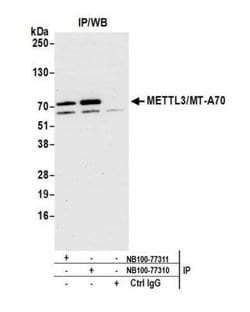Methyltransferase like 3 Antibody, Novus Biologicals 0.1mL; Unlabeled:Antibodies,