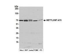 Methyltransferase like 3 Antibody, Novus Biologicals 0.1mL; Unlabeled:Antibodies,