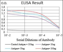 MuRF1/TRIM63 Antibody (7B8E1) - BSA Free, Novus Biologicals 0.1mg; Unlabeled:Antibodies,