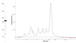 Myoferlin Antibody, Novus Biologicals:Antibodies:Primary Antibodies
