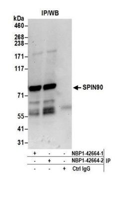 NCKIPSD Antibody, Novus Biologicals 0.1mL; Unlabeled:Antibodies, Polyclonal