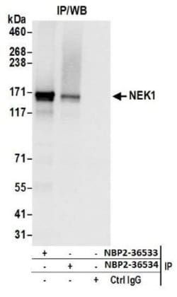 NEK1 Antibody, Novus Biologicals 0.1mL:Antibodies, Polyclonal