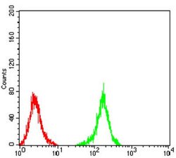 NF-M Antibody (1B6B12) - BSA Free, Novus Biologicals 0.1 ml; Unconjugated:Antibodies,
