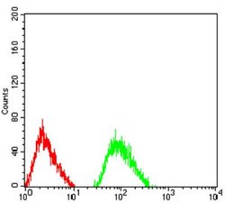 NMDAR3B Antibody (2A8E11) - BSA Free, Novus Biologicals:Antibodies:Primary