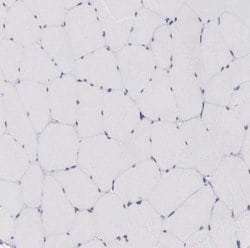 NSBP1 Antibody, Novus Biologicals 0.1mL; Unlabeled:Antibodies, Polyclonal