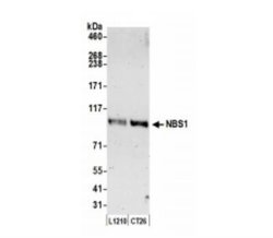 Nbs1 Antibody, Novus Biologicals 0.1mL; Unlabeled:Antibodies, Polyclonal