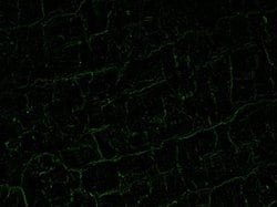 Nitrotyrosine Antibody, Novus Biologicals 0.2mL; Unlabeled:Antibodies