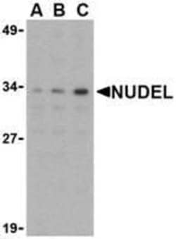 Nudel Antibody - BSA Free, Novus Biologicals 0.025 mg | Buy Online | Novus Biologicals | Fisher Scientific