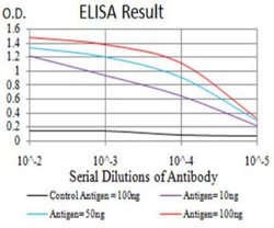 OTUD4 Antibody (3B12G11) - BSA Free, Novus Biologicals 0.1mg; Unlabeled:Antibodies,