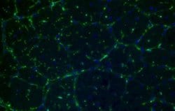 P2Y12/P2RY12 Antibody, Novus Biologicals 0.1mL; Unlabeled:Antibodies