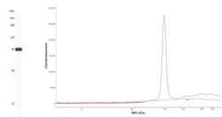 PAPSS1 Antibody, Novus Biologicals 25ul | Buy Online | Novus Biologicals | Fisher Scientific