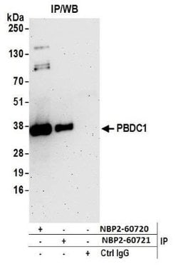 CXorf26 Rabbit anti-Human, Polyclonal, Novus Biologicals 100&mu;L:Antibodies,