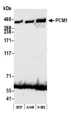 PCM1 Antibody, Novus Biologicals 0.1mL; Unlabeled:Antibodies, Polyclonal