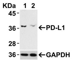PD-L1 Antibody - BSA Free, Novus Biologicals 0.025mg; Unlabeled:Antibodies,