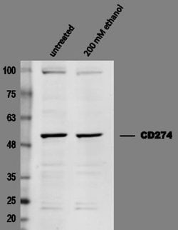 PD-L1 Antibody - BSA Free, Novus Biologicals 0.025mg; Unlabeled:Antibodies,
