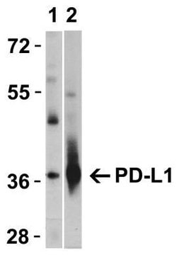 PD-L1 Antibody - BSA Free, Novus Biologicals 0.025mg; Unlabeled:Antibodies,