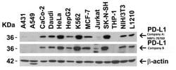 PD-L1 Antibody - BSA Free, Novus Biologicals 0.025mg; Unlabeled:Antibodies,