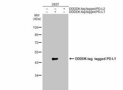 PD-L1 Antibody, Novus Biologicals 0.1mL; Unlabeled:Antibodies, Polyclonal