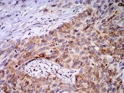 PGRMC1 Antibody (7G11G8) - BSA Free, Novus Biologicals:Antibodies:Primary