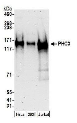 PHC3 Antibody, Novus Biologicals 0.1mg; Unlabeled:Antibodies, Polyclonal