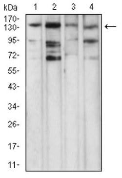 PLC-gamma 1 Antibody (3H1C10) - BSA Free, Novus Biologicals 0.1 mg | Buy Online | Novus Biologicals | Fisher Scientific