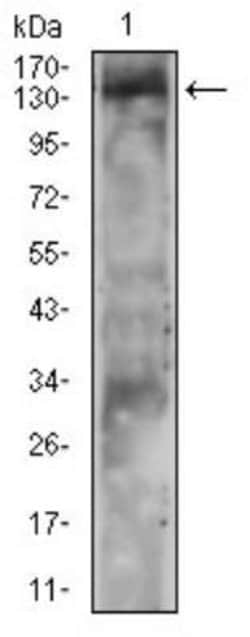 PLC-gamma 2 Antibody (3A8B6) - BSA Free, Novus Biologicals 0.1mg; Unlabeled:Antibodies,