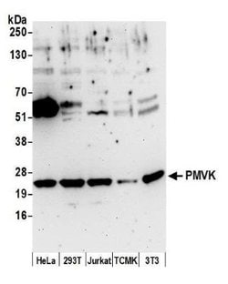 PMVK/phosphomevalonate kinase Rabbit anti-Human, Mouse, Polyclonal, Novus