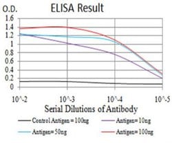 PRDM5 Antibody (7D4C12) - BSA Free, Novus Biologicals:Antibodies:Primary