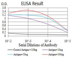 PSMC3 Antibody (1G10B7) - BSA Free, Novus Biologicals:Antibodies:Primary