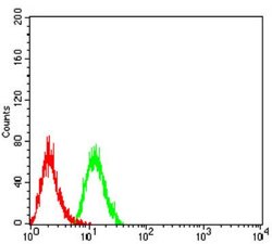 PSMC3 Antibody (1G10B7) - BSA Free, Novus Biologicals:Antibodies:Primary