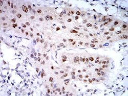 PSMC3 Antibody (1G10B7) - BSA Free, Novus Biologicals:Antibodies:Primary